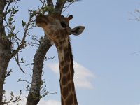 Marion, Romane South Africa 2014 (19 of 63) : KNP Satara area, Marion visit